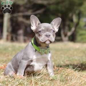 Frosty, French Bulldog Puppy